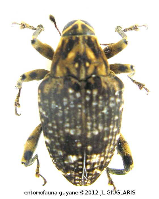 Piazurus leucomelas  Hustache, 1936