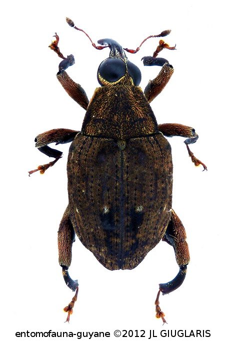 Piazurus pseudoalternans Hustache, 1936