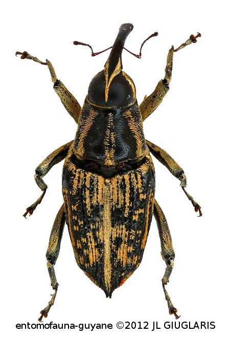 Macrocopturus deplanus (Fabricius, 1801)