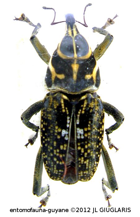 Zygops sanctus  (Fabricius 1801)