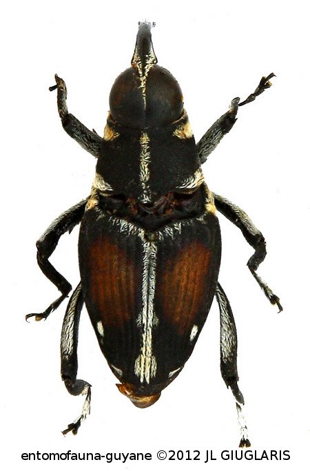 Macrocopturus suturalis (Heller, 1895)