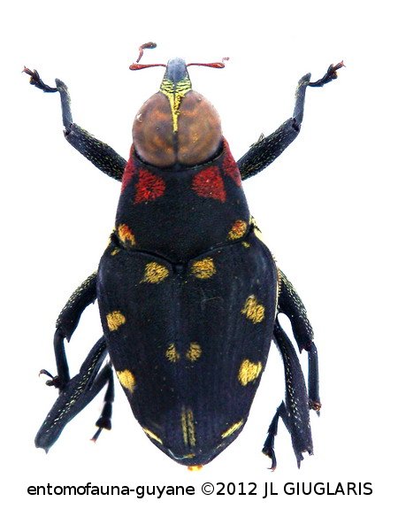 Macrocopturus lepidus (Heller, 1895)