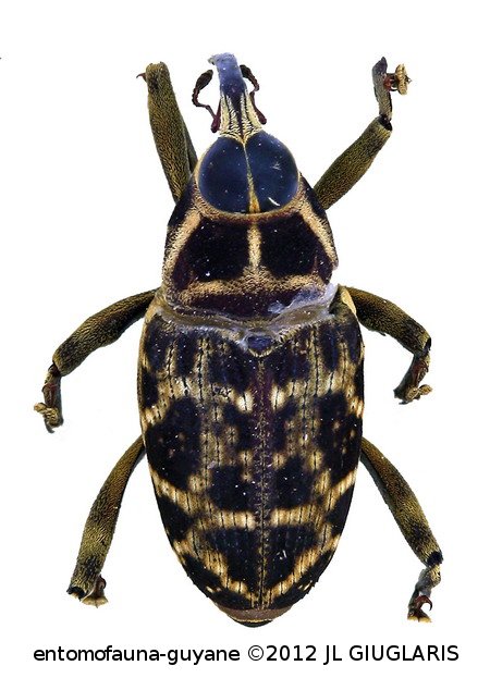 Zygops ligatus Boheman, 1838