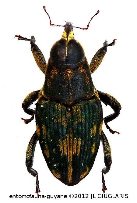 Macrocopturus  balyi (Heller, 1895)