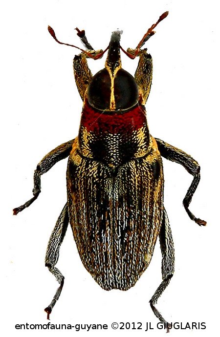 Macrocopturus severini (Heller, 1895)