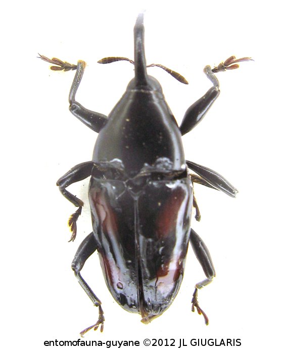 Conoproctus quadripustulatus  (Fabricius, 1801)