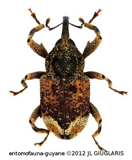 Coelosternus semicarinatus (Fiedler)