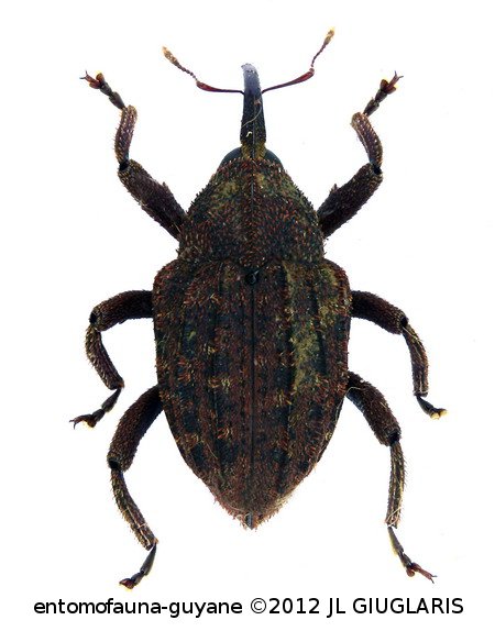 Eubulus sp21