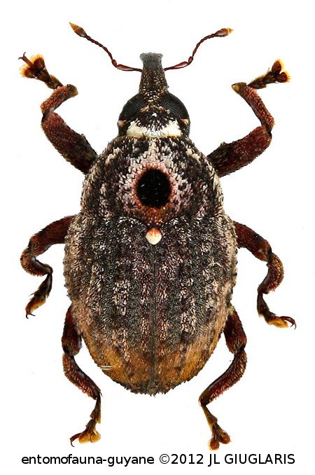 Cryptorhynchinae Gen sp68