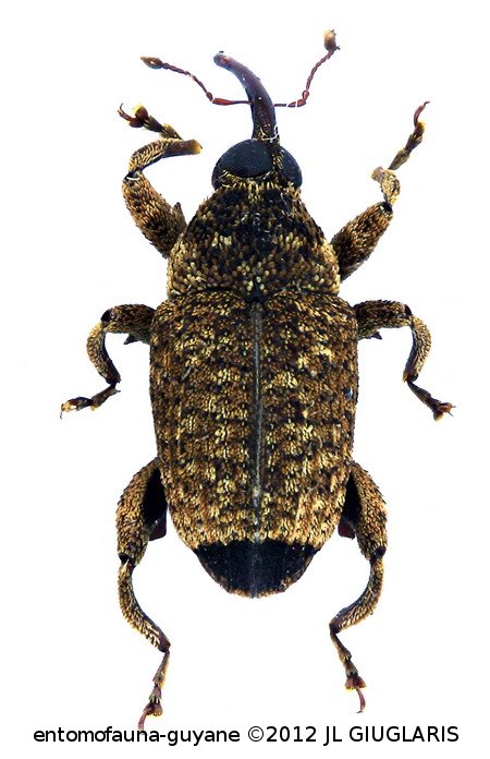 Cryptorhynchinae Gen sp5