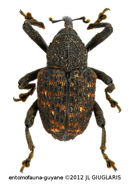 Cryptorhynchinae Gen sp48