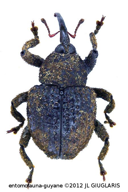 Cryptorhynchinae Gen sp25