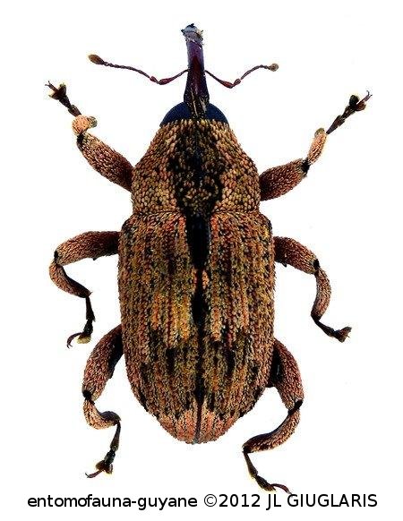 Cryptorhynchinae Gen sp6