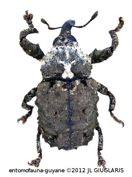 Cryptorhynchinae Gen sp24