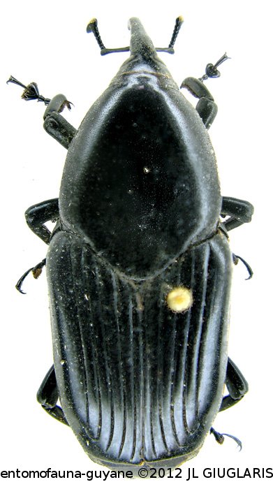 Rhynchodynamis politus  Gyllenhal, 1838