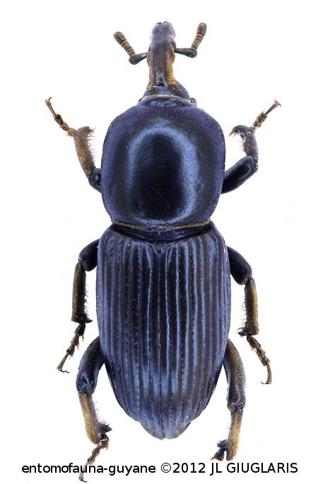 Orthognathus lividus Gyllenhal, 1838