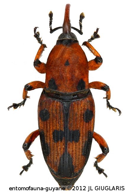 Metamasius dimidiatipennis (Jekel)
