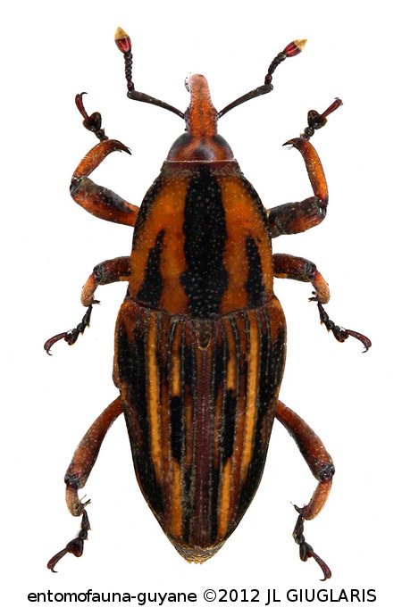 Metamasius scutellatus  Hustache, 1936
