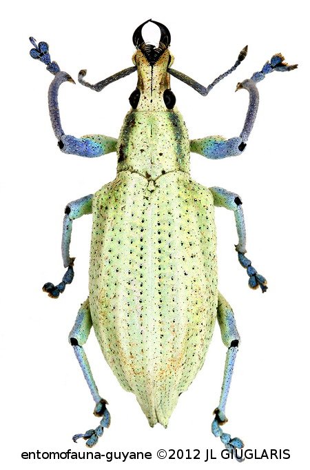 Entiminae Gen sp9