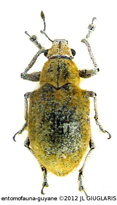 Litostylus diadema  (Fabricius 1787)