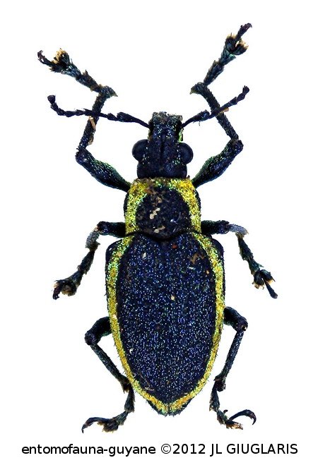 Naupactus chevrolati  Boheman, 1840