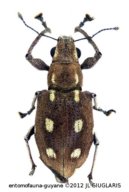 Naupactus serieguttatus  Rheiheimer, 2008