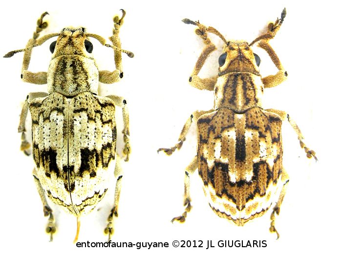 Platyomus marmoratus  (Marshall 1922) var.