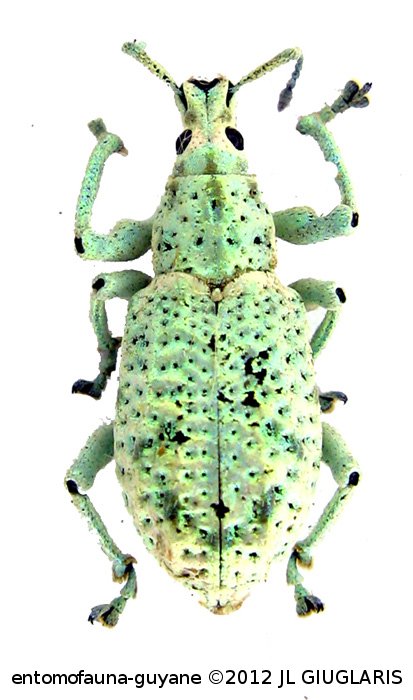 Compsus argyreus  (Linné, 1758)