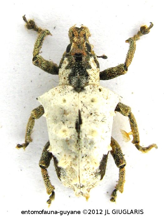 Phaedropus candidus (Fabricius, 1775)