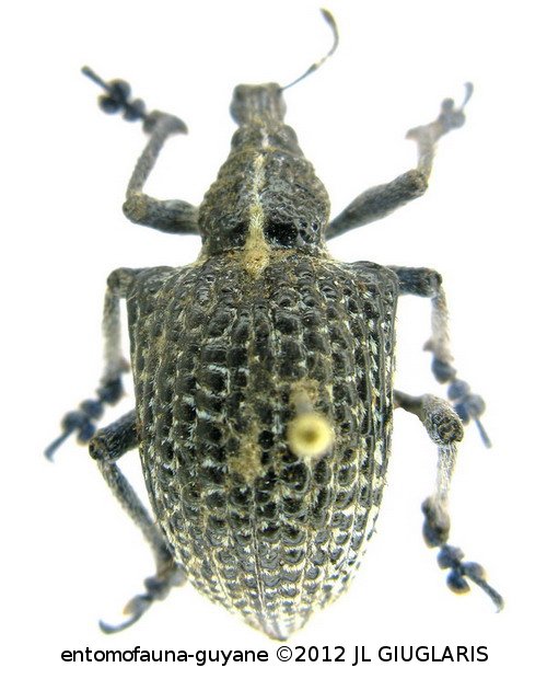 Entimus granulatus  (Linneaeus, 1758)