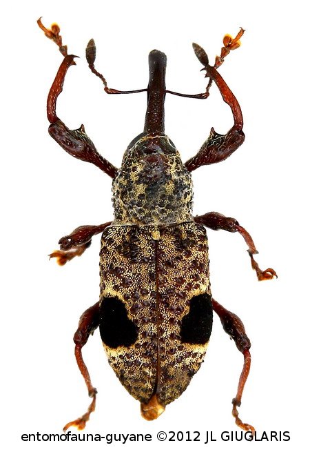 Molytinae Gen sp27