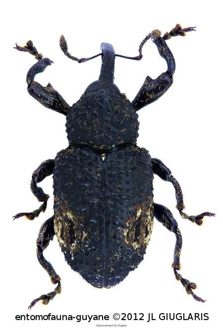 Heilus purpillatus (Olivier, 1790)