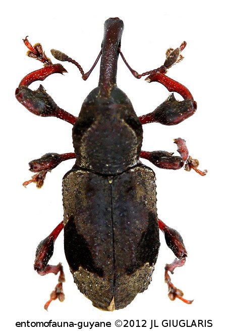Byzes grammicus (Pascoe, 1881)