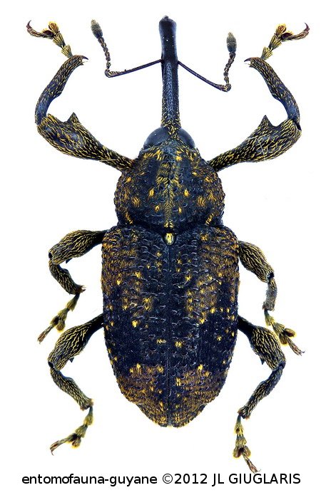 Molytinae Gen sp20
