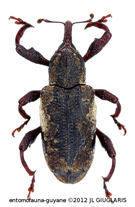 Molytinae Gen sp24