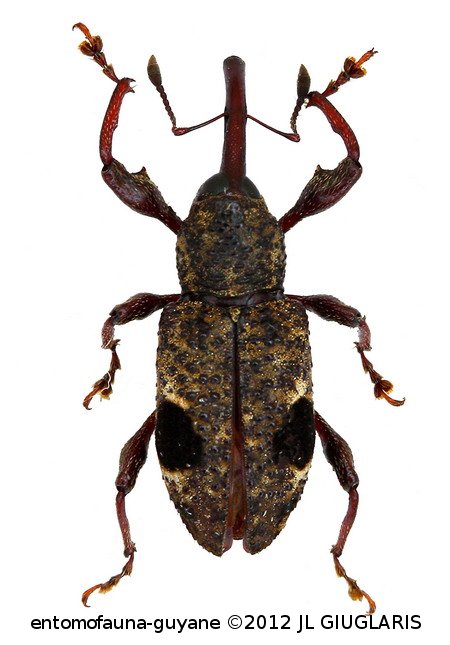 Molytinae Gen sp30