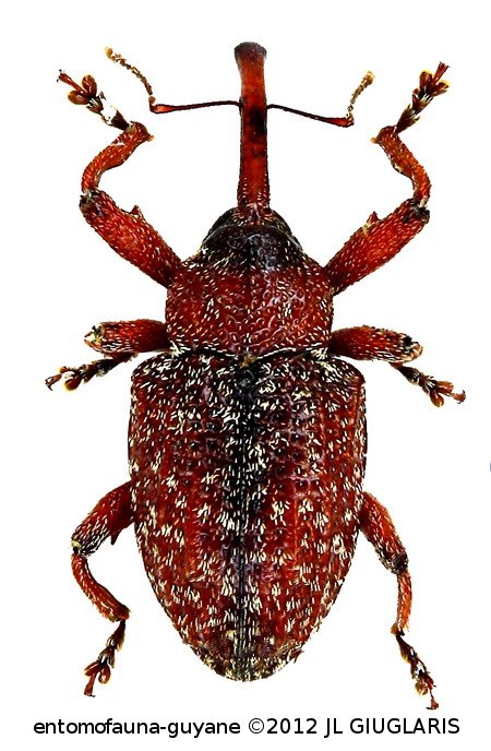 Conotrachelus sp4