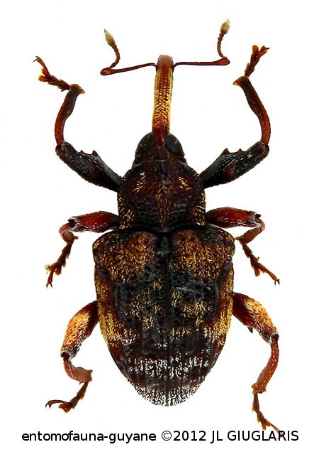 Conotrachelus sp7
