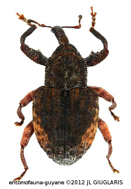 Conotrachelus sp5