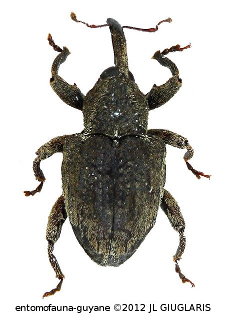 Conotrachelus sp45