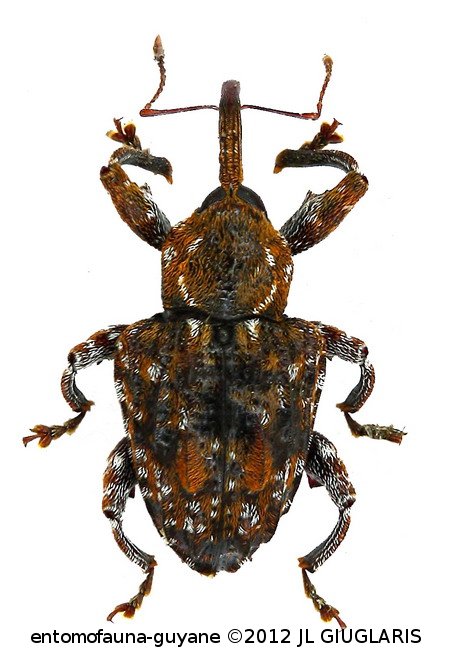 Conotrachelus sp69