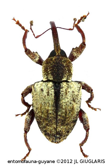 Conotrachelus sp2