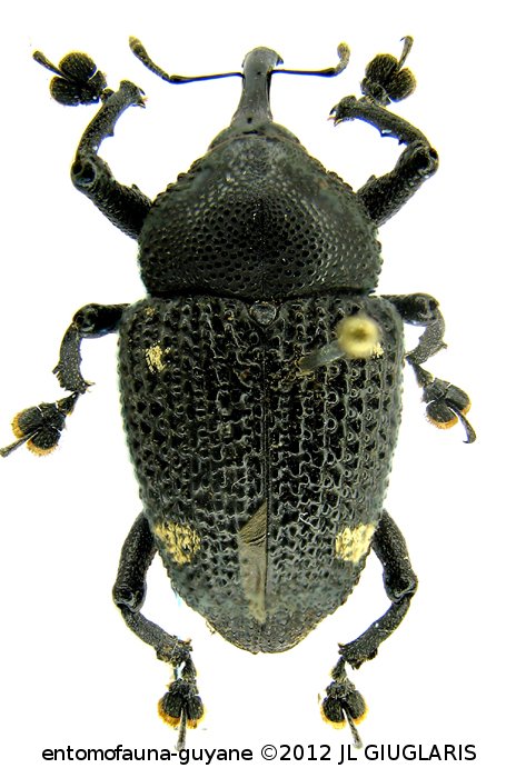 Homalinotus hystrix  (Olivier, 1790)