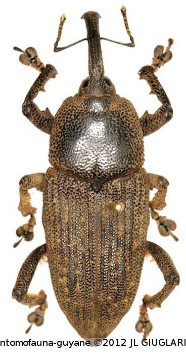 Homalinotus validus  (Olivier, 1790)