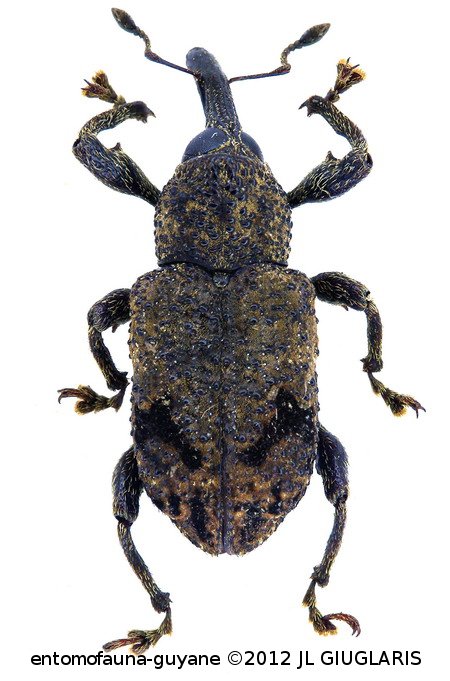 Rhineilipus bifurcatus   (Hustache, 1938)