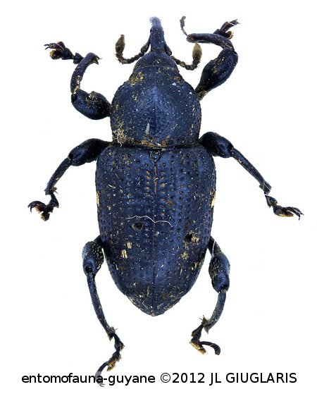 Marshallius multisignatus  (Boheman, 1835)