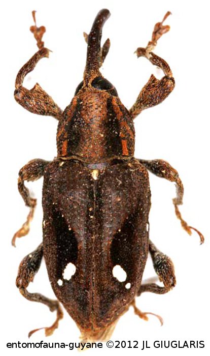 Heilipodus suspensus  (Pascoe, 1881)