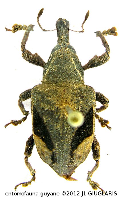 Rhineilipus cuvieri   (Boheman, 1843)