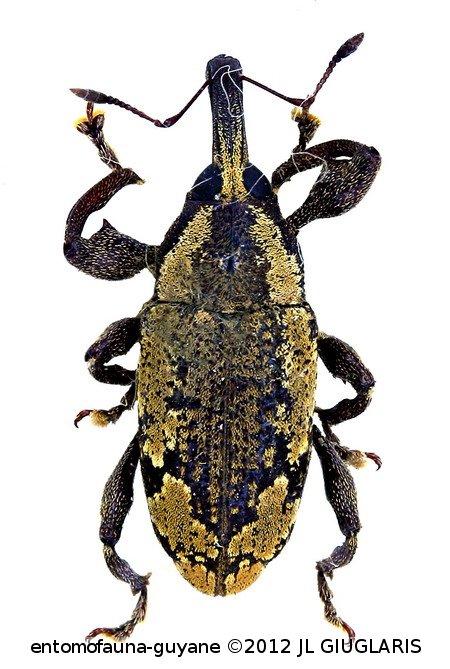 Hilipinus guyanensis (Hustache, 1938)