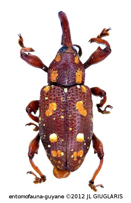 Heilipus bohemani Boheman,1843
